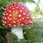 Fly agaric