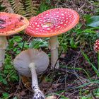   Fly Agaric