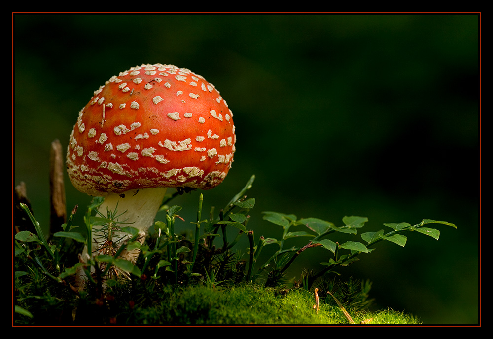 Fly agaric