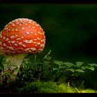 Fly agaric