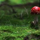 Fly Agaric