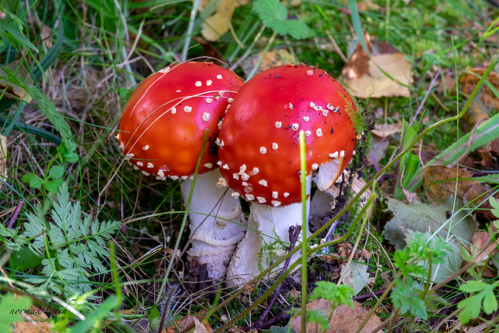 Fly Agaric