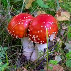 Fly Agaric