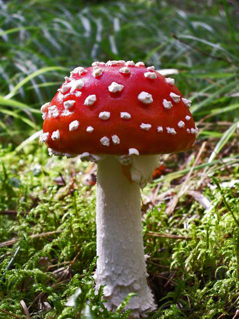 Fly agaric