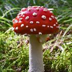 Fly agaric