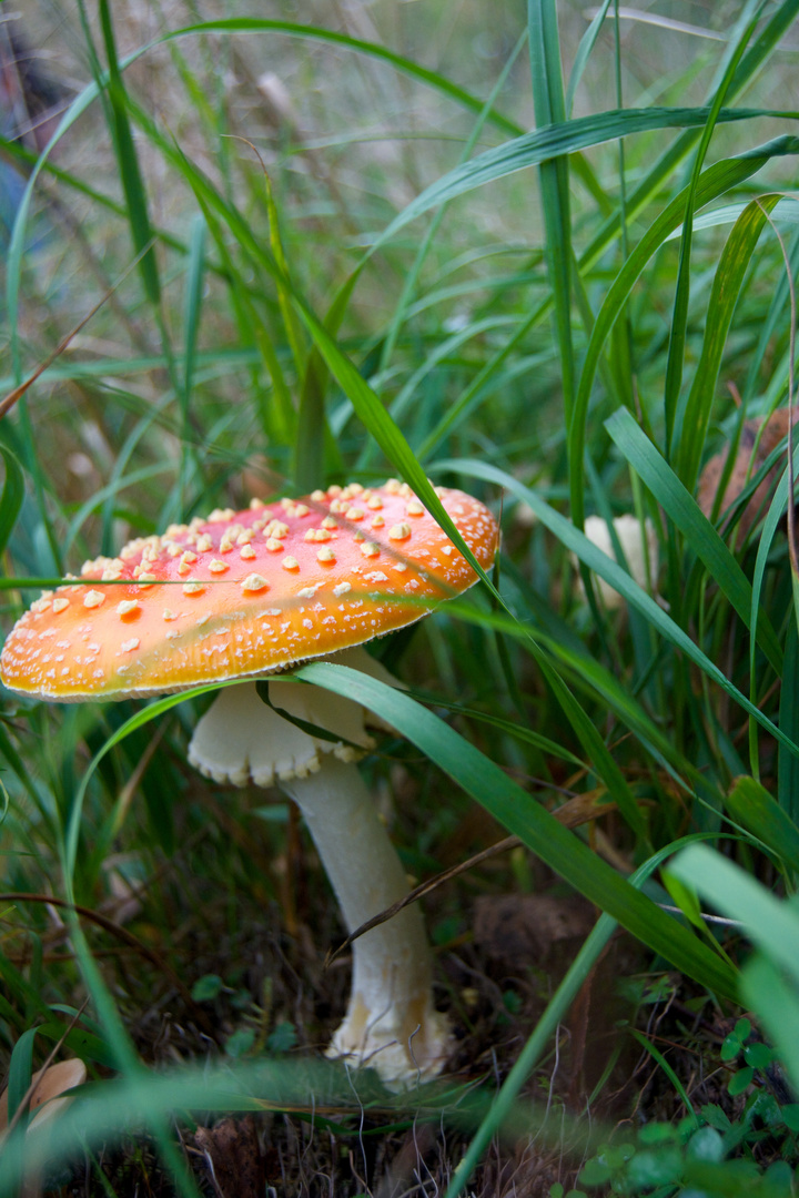 Fly Agaric (amanita muscaria)