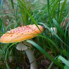 Fly Agaric (amanita muscaria)