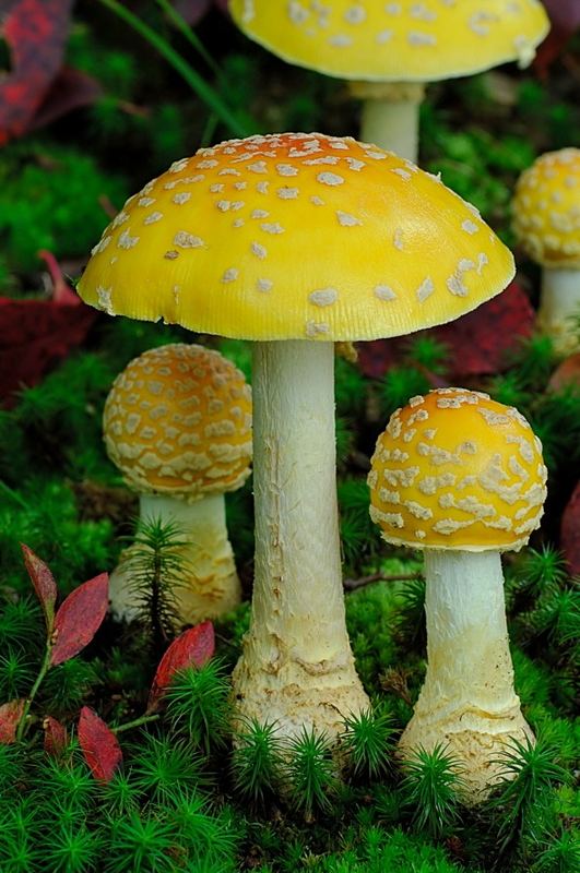 Fly Agaric - Amanita muscaria var.