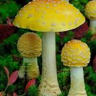 Fly Agaric - Amanita muscaria var.