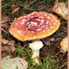 Fly Agaric