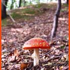 Fly Agaric