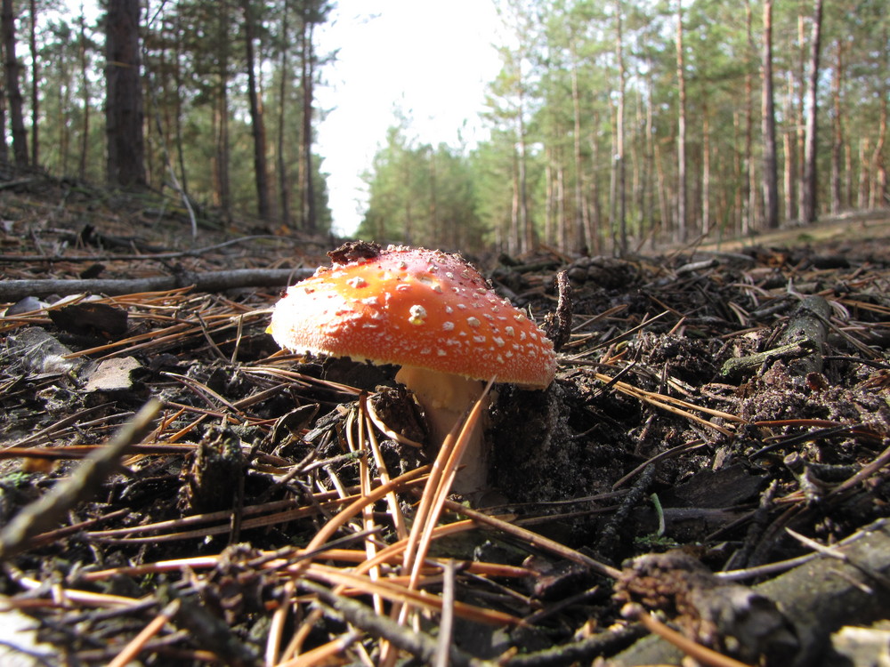 ...fly agaric...