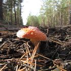 ...fly agaric...