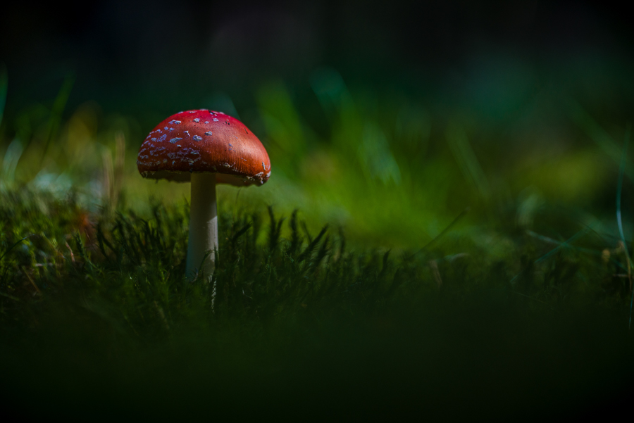 fly agaric mushroom