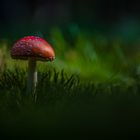 fly agaric mushroom