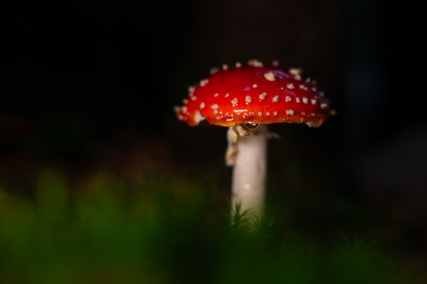 Fly agaric water drop