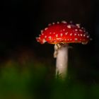 Fly agaric water drop