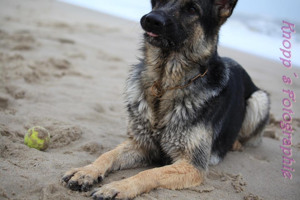 Fly am Strand