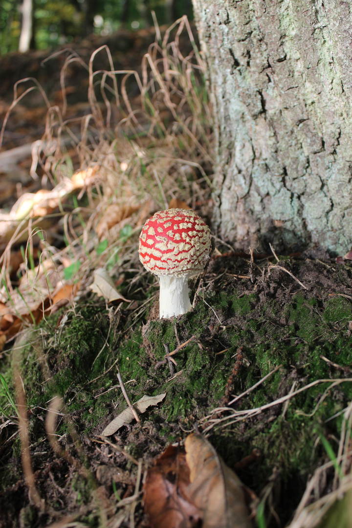 fly amanita