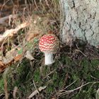 fly amanita