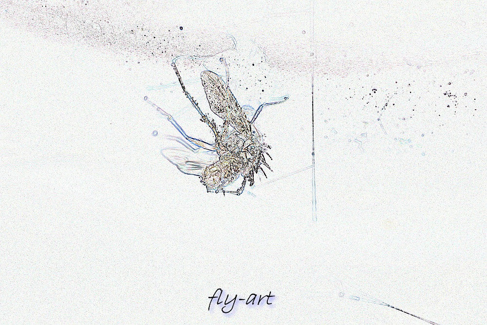 fly-art