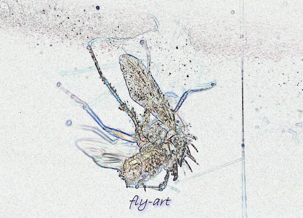 fly-art_2