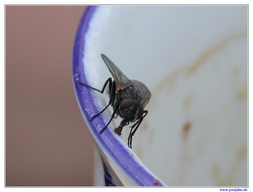 Fly at the limb of a chinese dish