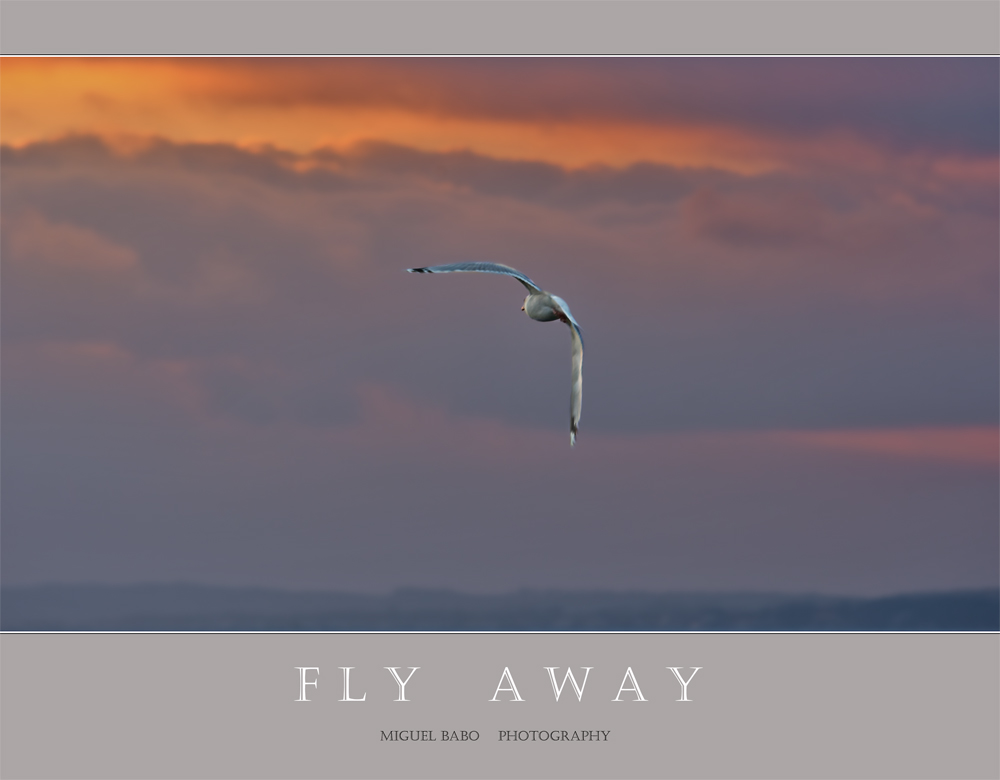 Fly away