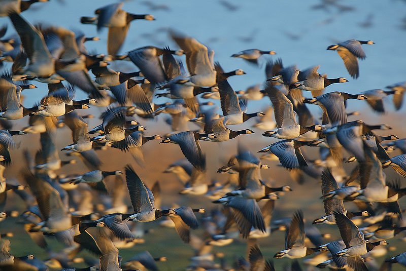 Fly away... von Werner Oppermann