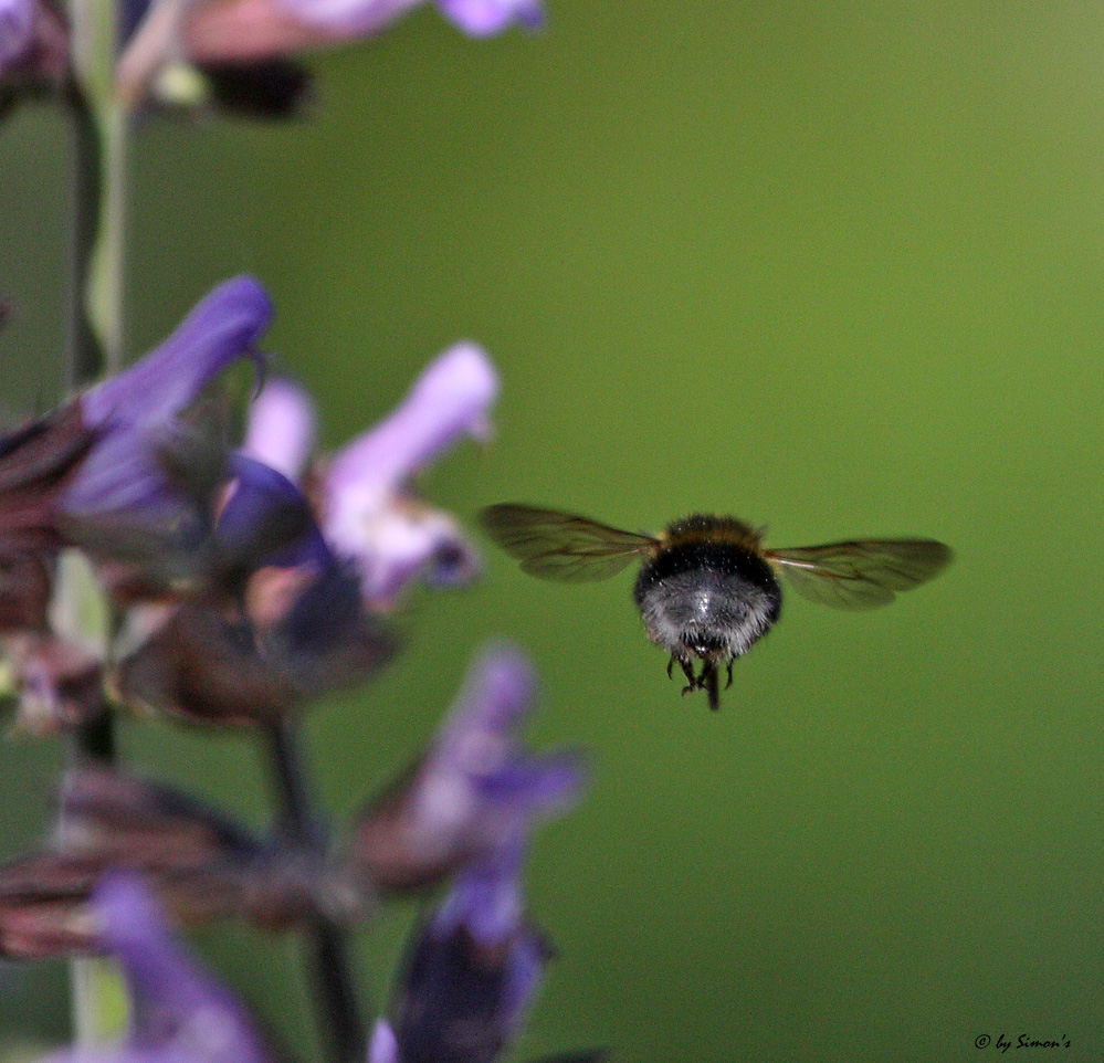 Fly away