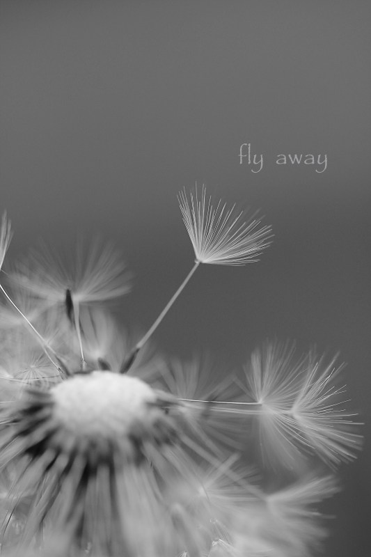 Fly Away