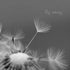 Fly Away