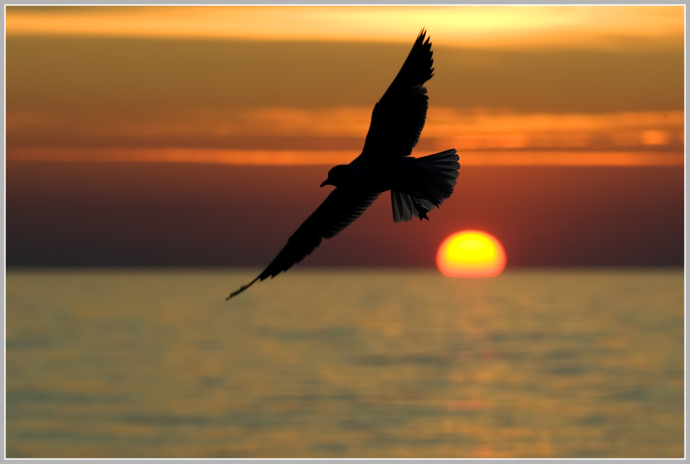 Fly away, Abendstimmung an der Ostsee