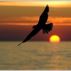 Fly away, Abendstimmung an der Ostsee