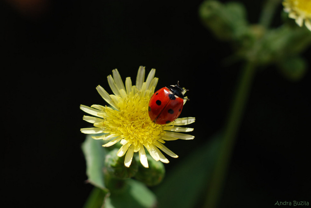 fly away, my lady...