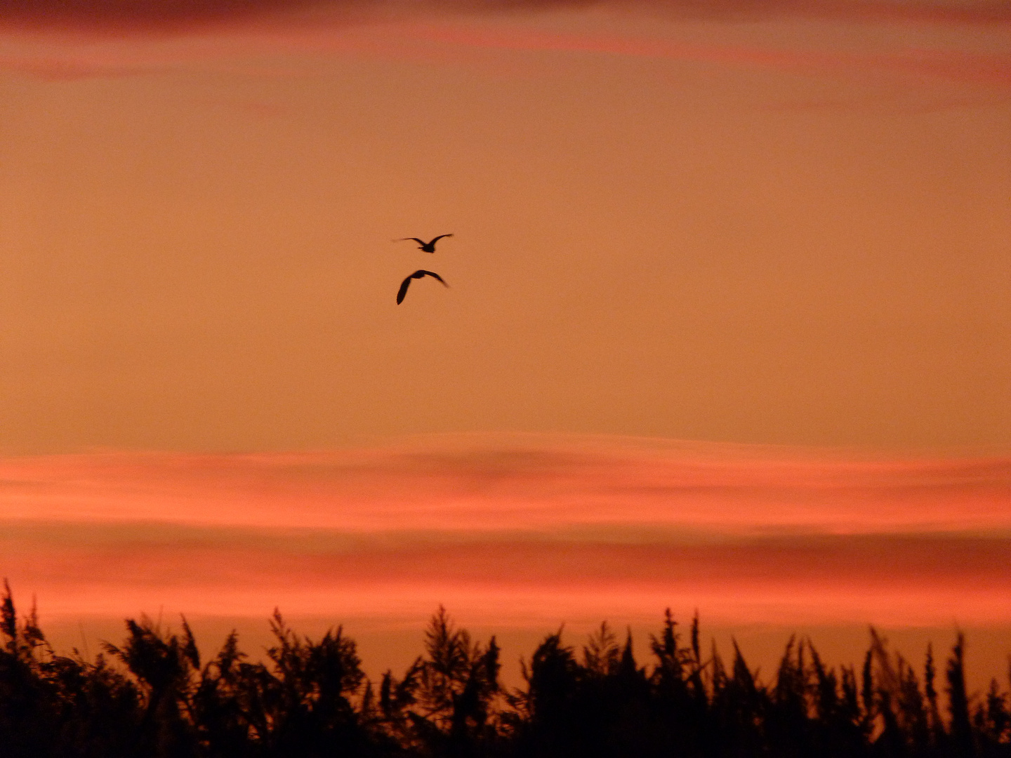 fly away to the sunset