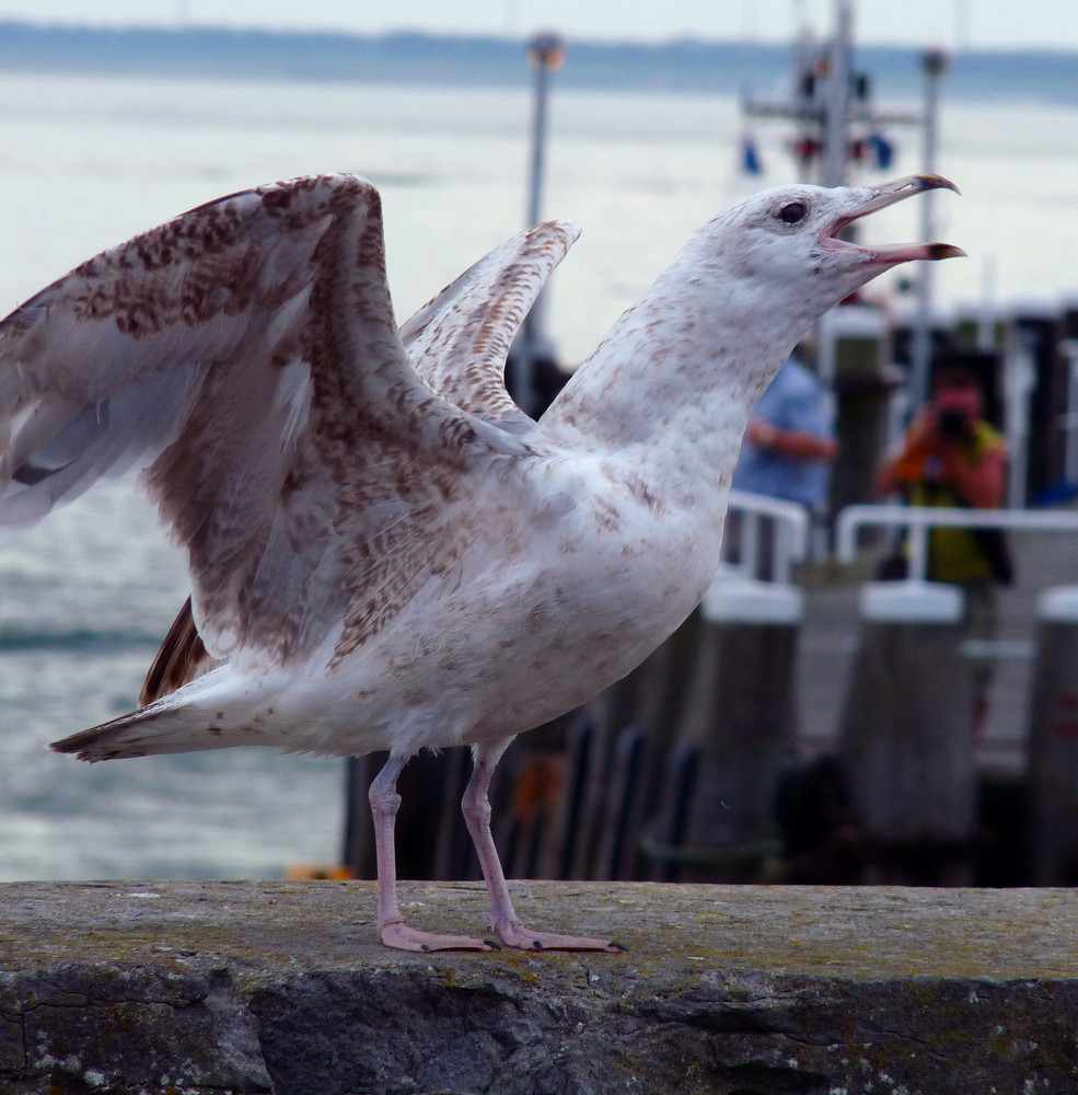 fly away with your opened wings