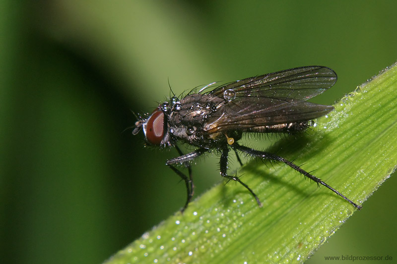 FLY Foto & Bild | tiere, wildlife, insekten Bilder auf fotocommunity