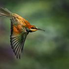 Fly bee-eater Fly