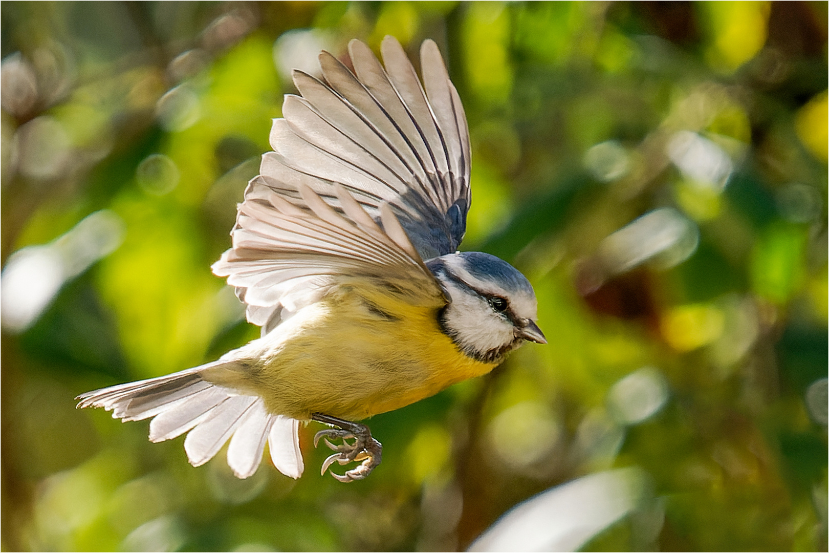 fly Blauhelm fly  .....