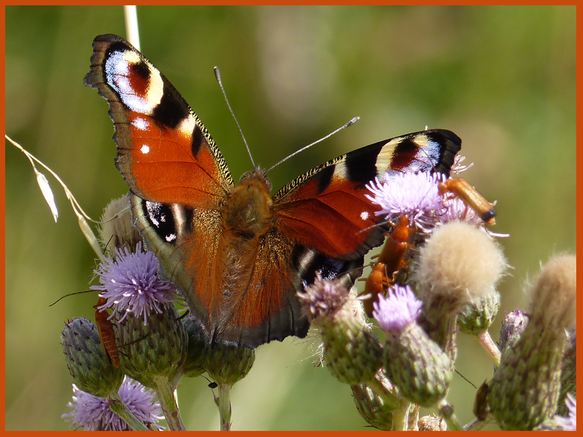 Fly butterfly