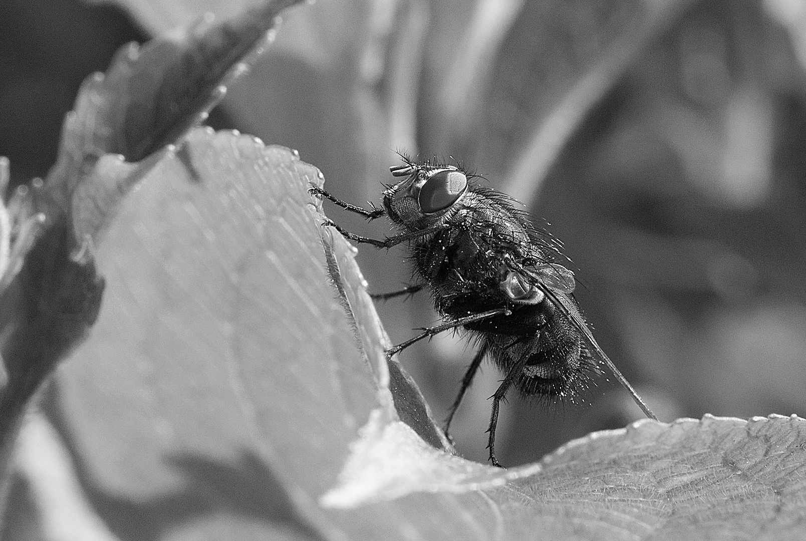 Fly BW