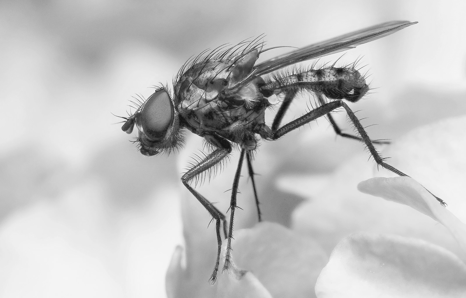 Fly - BW