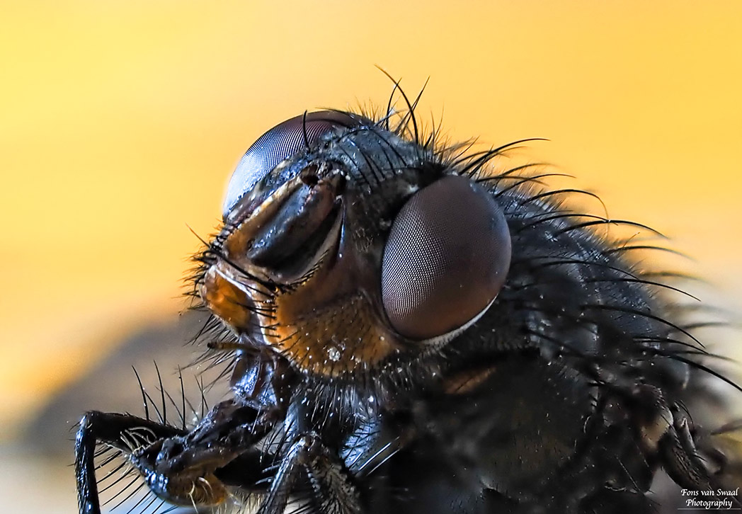 FLY CLOSE UP