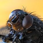 FLY CLOSE UP