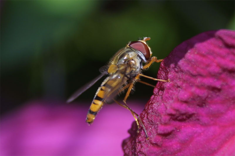 Fly, Closeup