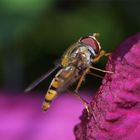Fly, Closeup