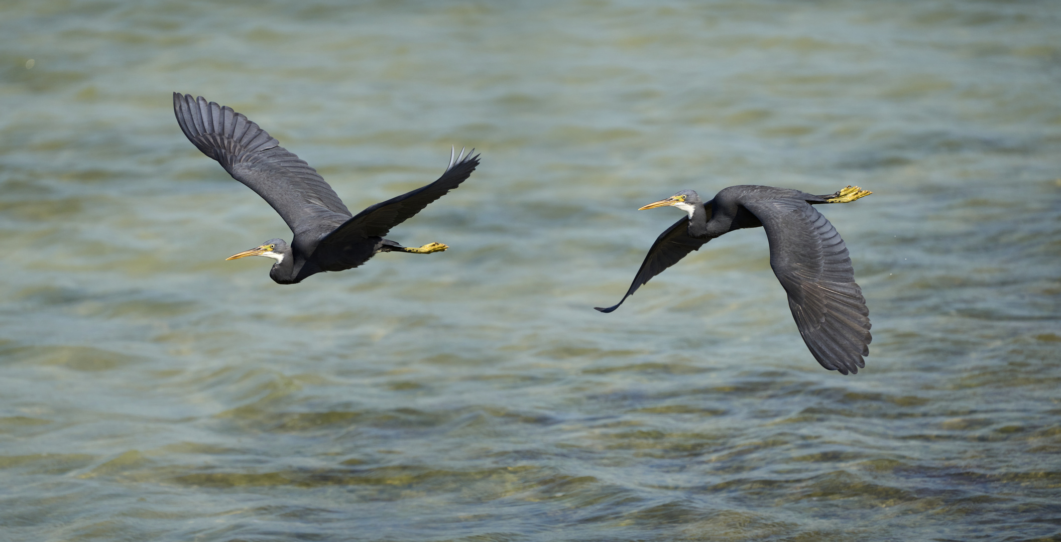 Fly couple