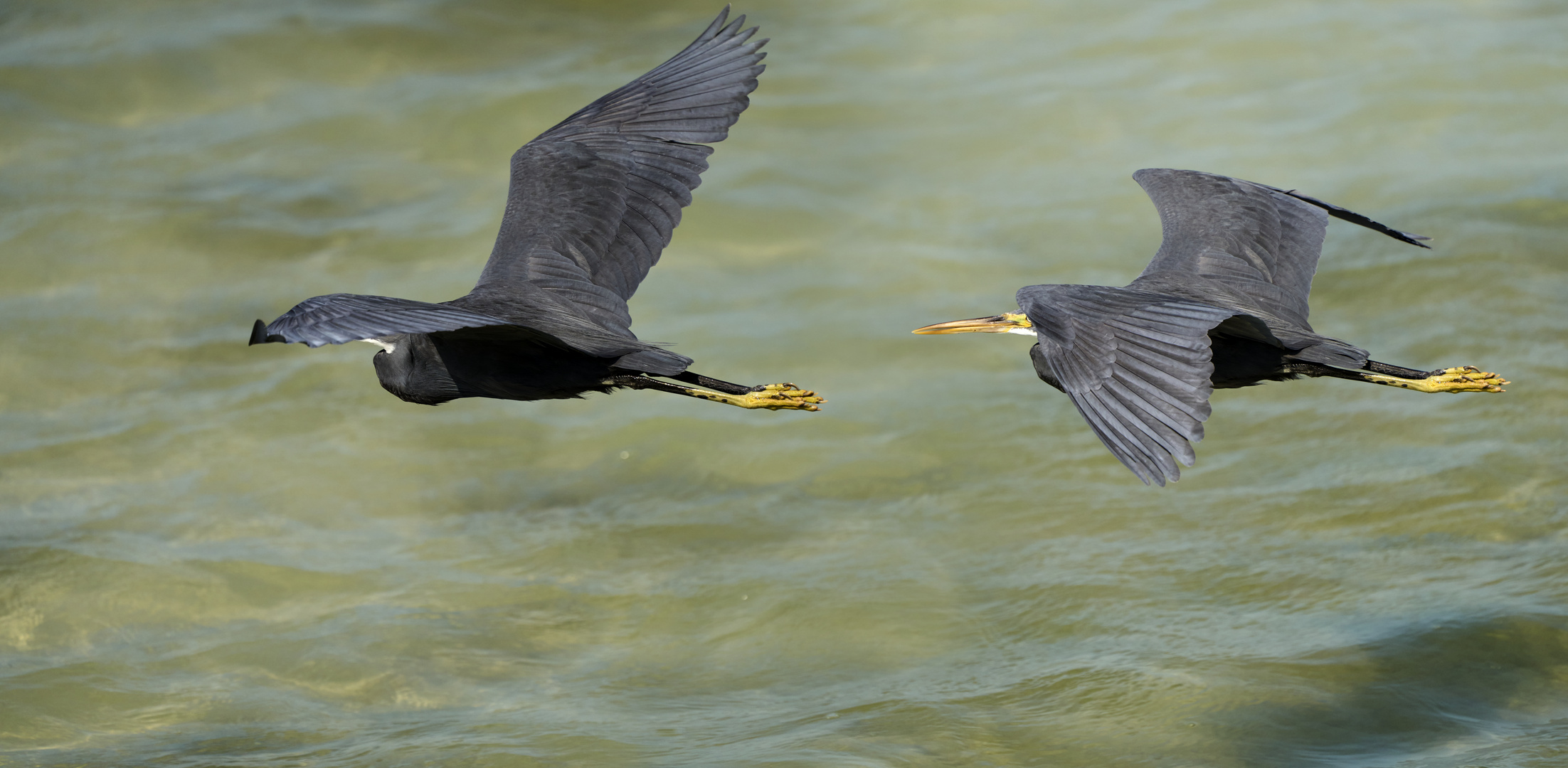 Fly couple