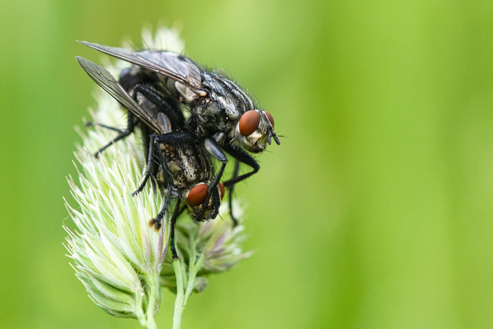 Fly couple